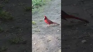 Hungry red bird #naturelover  #lovebirds 🦜🦜🦆🩵