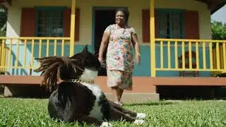 Mi dash Dem weh mi tired a it 😂😂 Funny cat videos 🤣🤣