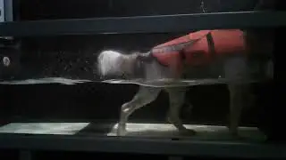 Otis W. Underwater Treadmill 