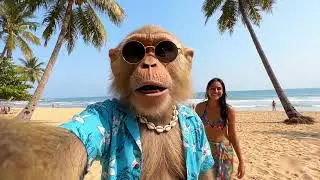 Monkey Vlogger in Goa &ndash; Beach Vlog Madness 🐒🌊 | హాయ్ మావా!!  #monkeyvlog #goabeach #monkeyvlogger