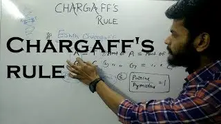 Chargaff's rules