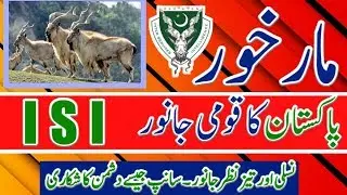 Amazing information of Markhor || National animal of Pakistan / ISI ||Snake Eater//killer || MARKHOR