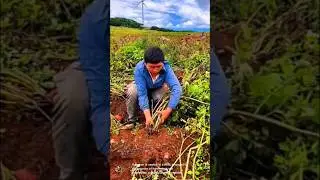 The process of harvesting root vegetables sweet potatoes