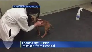 Thomas the Puppy