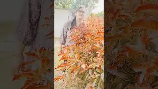 #funnyshorts #bollywood #song #music #bollywoodsongs #dharmender #hindisong