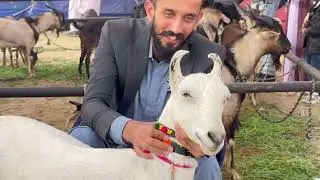 Barbari Goats | Interview