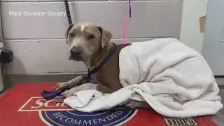 Shelter helps animals in need of shelter after Maui wildfires