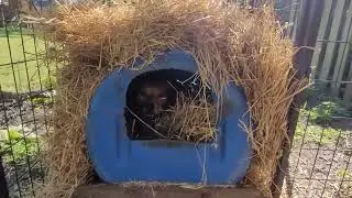 How to Winterize a Barrel dog house