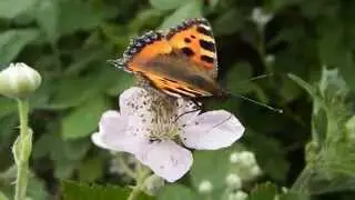 small tortoiseshell on bramble flower
