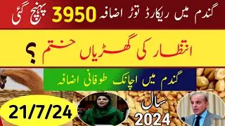 Wheat Price in Pakistan Today/ Wheat Rate in Pakistan 2024/ Wheat Price in Pakistan/Wheat Rate Today