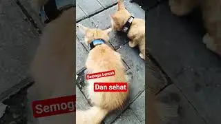 bil bil and bul bul #motivation #cat #motivationalwords #music #motivationalnotes #funny #selfmot...