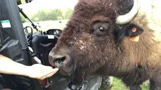 Tupelo Buffalo Park & zoo... Full time RVing Mississippi