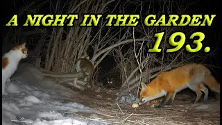 What happens in the garden at night? 🦊 + 🐈 (Night Vision Wildlife) 193.