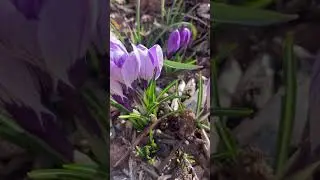 Crocus &ldquo;Pickwick&rdquo; in the Spring Garden (striped purple and white) #springbulbs