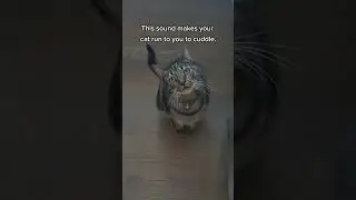 sounds only cats can hear #cats #catvideo