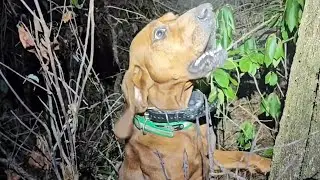 Glad to be home, but missing Crowville. ##coonhunting #redbonecoonhound 