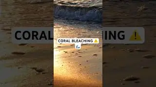 Coral Bleaching &mdash; Ocean&rsquo;s Silent Warning 🌊🪸