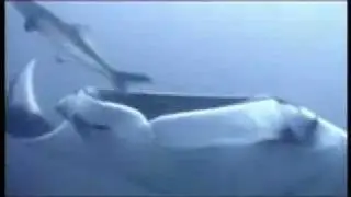 Live-aboard Diving in Asia
