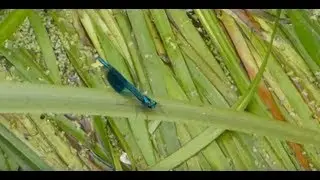 Male - Banded Demoiselle - Calopteryx virgo - D&ouml;mlur - Meyjarfluga - Vatnaskord&yacute;r - Karlflugur