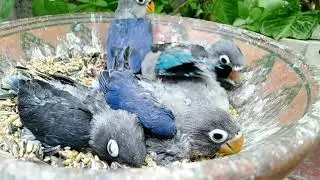 Beautiful Blue Mask Personata Chicks | Blue Love Bird Chicks | Reality Of Life
