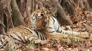 Young Male Tiger from Woods of Central India 🇮🇳 | Kahna National Park | Mukki Gate | Nikon Gears