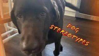 Dog stereotypes ￼