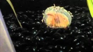 Flower Hat Jelly Captures Fish