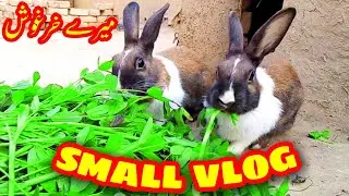 village small beautiful vlog | Aseel murgha kabotar jaja rabbit eating food