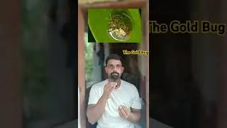 Golden Tortoise Beetle | The Beautiful Gold Bug | Nature's Marvel