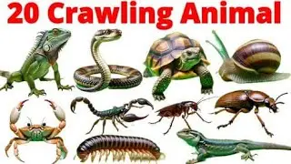 रेंगने वाले जानवरों के नाम | Crawling Animal Name In Hindi  English | Crawling Animal With Picture