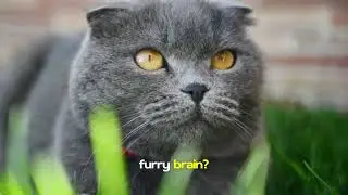 Cat Logic: 10 Things That Only Make Sense to Cats 😼 | Why Are They Like This?!