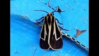 Banded Tiger Moth  Apantesis vittata