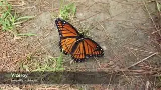 NABA Butterfly Photos