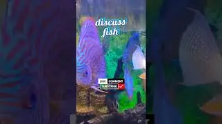 galiff street fish market recent video#discusfish #aquarium #pets  #viral #viralvideo #viralshorts
