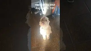 Ventilation... #puppy #dogbreed #goldendoodle #goldendoodlepuppy