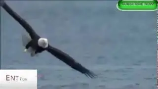Top 20 Eagle attacks 2017 Caught on video Most Amazing