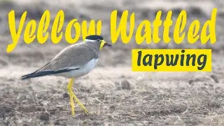 The Yellow-wattled lapwing (Vanellus malabaricus) - पीला टीटहरि - மஞ்சள் ஆள்காட்டி- पिवळा टिटवी