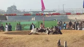 Haji Chaudhry Muhammad Bota Of Chittan | Akhara Bail Tombi Nathwala jhelum 28 December 2025