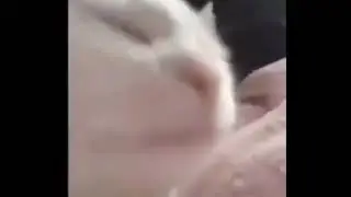 Cat jamming to some polish music