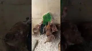 FEEDING IMPROVED KIENYEJI CHICKEN ON WHEAT HYDROPONIC FODDER.