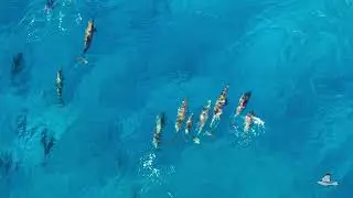 2025-08-17 - Swimming with Dolphins at Le Morne in Mauritius - How Great Thou Art