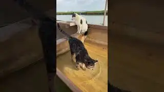 Peace Begins with Cats ｜ 猫から始まる平和 2025-12-19 17:18:00