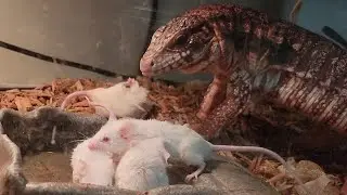 Red Tegu   Feeding