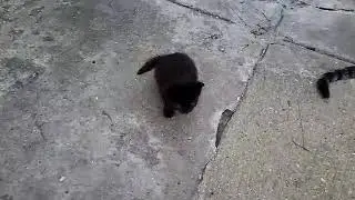 New kitten Salem is hungry by joeabro1