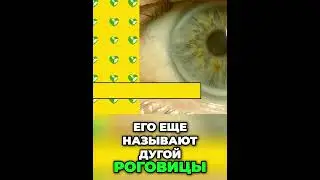 Это Зелье Роняет плохой холестерин #shorts @prozdorove