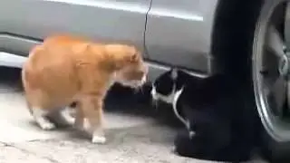 Кошачьи разборки