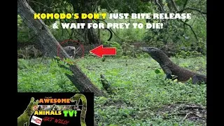 KOMODO DRAGON VS Macaque Monkey  DRAGON DUDE YouTube! Do Komodo dragons Eat Monkeys?#komodo #monkey