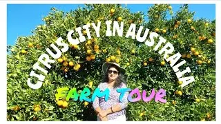 CITRUS CITY IN AUSTRALIA, FARM TOUR, GRIFFITH NSW.