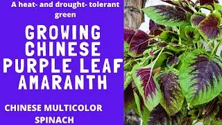 A Heat-Drought-Tolerant Greens -CHINESE MULTICOLOR SPINACH