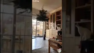 You will need a tactical air defense system at high altitude #shorts #funny #animals